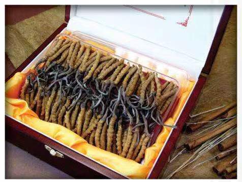 信州冬虫夏草回收